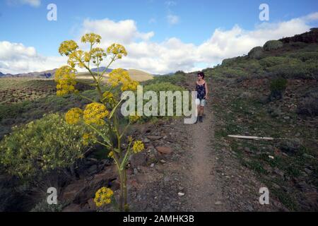 Liens Rutenkraut (Ferula Linkii), Puerto De Mogan, Gran Canaria, Espagnol Banque D'Images