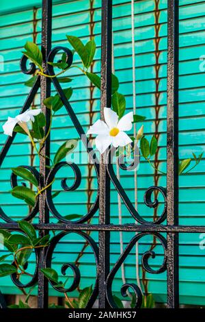 Close up de mandevilla Rio Noir Blanc grimpant sur un balcon de ferronnerie à Mijas, Espagne Banque D'Images