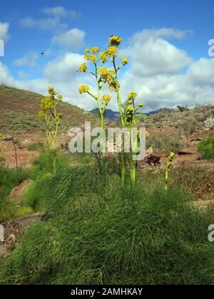 Liens Rutenkraut (Ferula Linkii), Puerto De Mogan, Gran Canaria, Espagnol Banque D'Images