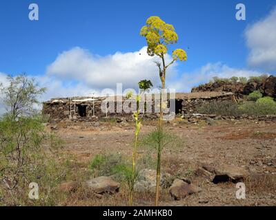 Liens Rutenkraut (Ferula Linkii), Puerto De Mogan, Gran Canaria, Espagnol Banque D'Images