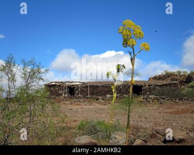 Liens Rutenkraut (Ferula Linkii), Puerto De Mogan, Gran Canaria, Espagnol Banque D'Images