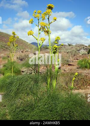 Liens Rutenkraut (Ferula Linkii), Puerto De Mogan, Gran Canaria, Espagnol Banque D'Images