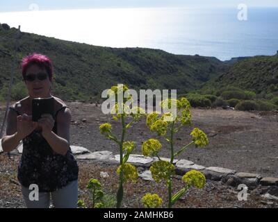 Liens Rutenkraut (Ferula Linkii), Puerto De Mogan, Gran Canaria, Espagnol Banque D'Images