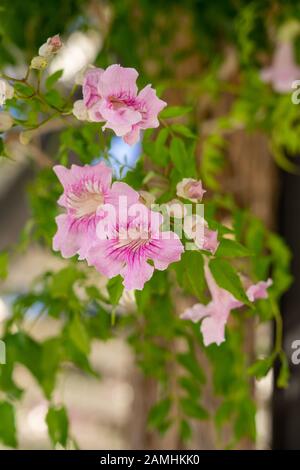 Fleurs en cascade de la vigne trompettes roses, Podranea, brycei avec arrière-plan flou, dans la lumière du soleil pommelé en Espagne Banque D'Images