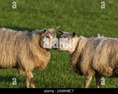 Une paire de moutons face à face. Banque D'Images