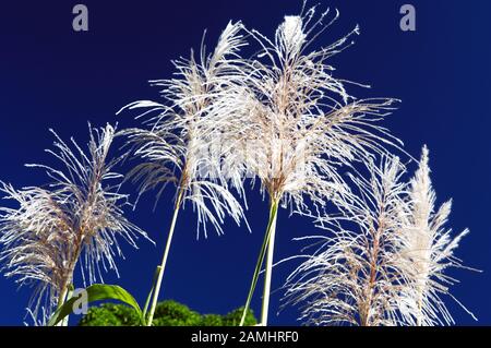 Fleur De Canne À Sucre, Pirinópolis, Goiás, Brésil Banque D'Images