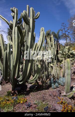 Le jardin du désert aux jardins botaniques de Huntington LA Californie Banque D'Images