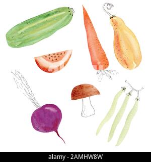 Jeu d'illustrations colorées de légumes à dessin à la main. Carotte, concombre, betterave, pois, champignons et patate douce isolés sur fond blanc pac Banque D'Images