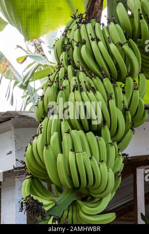 Usine de bananes en croissance à Sainte-Lucie, Antilles, Caraïbes. Banque D'Images