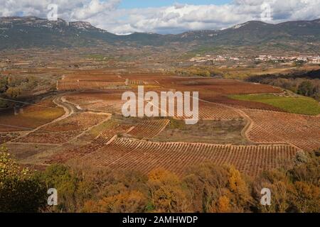 Vue paysage de champs et de vignes en automne Banque D'Images