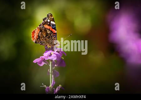 Le Red Admiral, Vanessa atalanta, un beau papillon coloré sur une fleur violette Banque D'Images