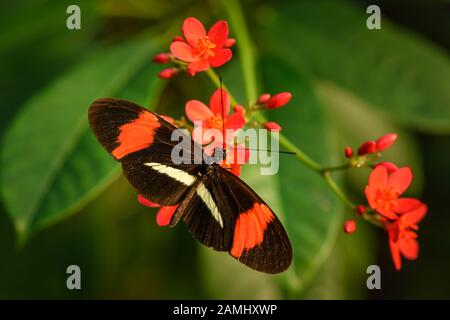 Heliconius erato ou papillon de post-man rouge alimentant le nectar d'une fleur rouge Banque D'Images