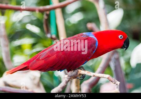 Eclectus parrot (femelle) Banque D'Images