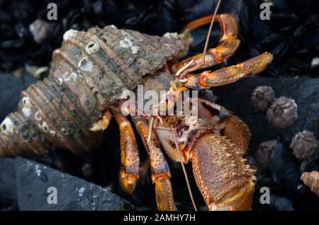 Widehand tenuimanus Ermite (Elassochirus) dans le sud-est de l'Alaska Banque D'Images