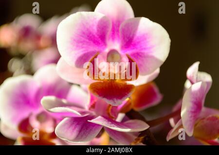 Détail des pétales des fleurs d'une jolie plante intérieure d'ocre rose et violet Banque D'Images