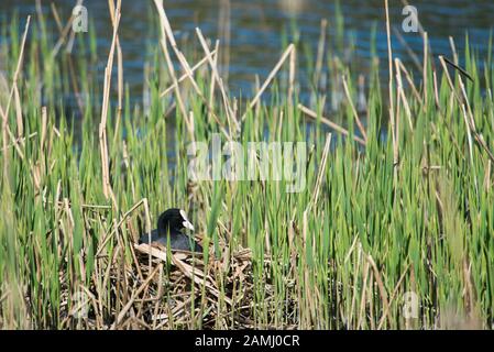 Pieurasien, Fulica atra, assise sur son nid au printemps au Danemark Banque D'Images