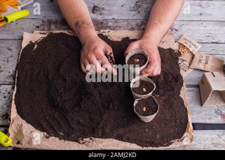 Pots en fibre de potage de l'homme avec des haricots de plantes. Banque D'Images