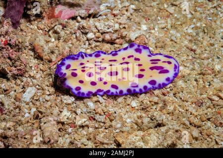 Ver plat à pois violets, Pseudoceros lindae, Sekotong, Lombok, Indonésie, mer de Bali, océan Indien Banque D'Images