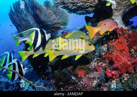 École mixte de poissons sous une plaque de corail - les lèvres douces ribbonées, Plectorhinchus polytaenia, et la banderfish de récif, Heniochus acuminatus, Komodo National P Banque D'Images