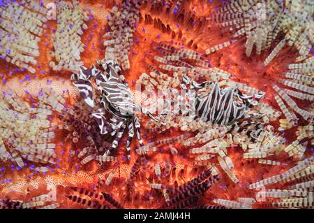 Zebra Crab, Zebrida Adamsii, Dans Fire Urchin, Asthenosoma Varium, Parc National De Komodo, Indonésie, Mer Flores, Océan Indien Banque D'Images