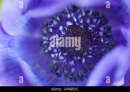 Macro-image détaillée de l'intérieur du jardin mauve Anemone flowerhead, montrant un motif complexe de pitils et de stamen Banque D'Images
