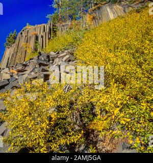 Bracken Fern, Monument National De DeviL'S Postpile, Inyo National Forest, Eastern Sierra, Sierra Nevada Range, Californie Banque D'Images