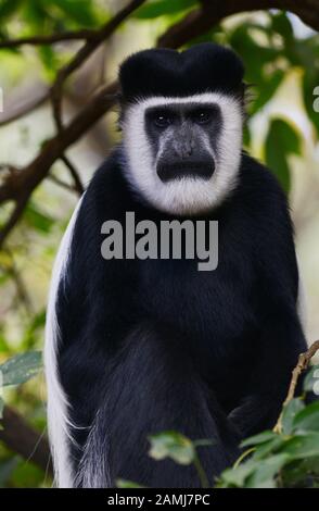 Dans la forêt des singes colobus en Éthiopie. Banque D'Images
