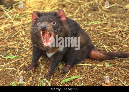 Le criée de Tasmanie diable, Sarcophilus harrisii, icône de Tasmanie dans le Trowunna Wildlife Sanctuary, Tasmanie, Australie. Banque D'Images