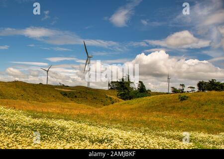 Fleurs sauvages jaunes qui poussent dans le pâturage rural sous les turbines éoliennes géantes produisant de l'électricité sur les collines d'une ferme agricole rurale Banque D'Images