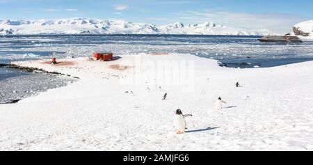 Manchots Gentoo au port de Mikkleson, en Antarctique Banque D'Images