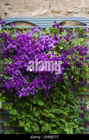 Gros plan de fleurs violettes de Clematis poussant sur le treillis bleu peint en bois sur le mur latéral d'une ancienne maison en pierre de champ dans le jardin de campagne de l'arrière-cour en été. Banque D'Images