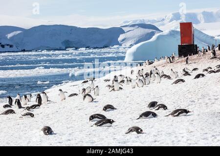 Pingouin Gentoo au port de Mikkleson, en Antarctique Banque D'Images