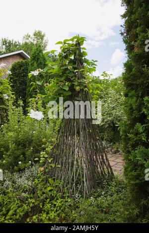 Les fleurs de Clematis poussent sur la structure de trellis en forme de pyramidale faite de branches d'arbres dans le jardin privé d'arrière-cour en été. Banque D'Images