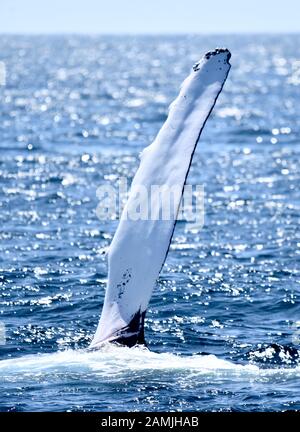 Flipper de baleines à bosse qui dépasse de la mer sur un arrière-plan flou de vagues de l'océan scintillant. Format vertical. (Megaptera novaeangliae) Banque D'Images