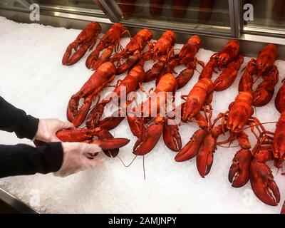 Un homme place des homards fraîchement cuits juste pris dans l'océan Atlantique sur la glace dans un présentoir à l'aéroport international de Halifax, en Nouvelle-Écosse, Can Banque D'Images