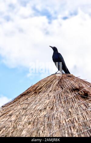 Oiseau de gribouille à Queue ou de gribouille mexicain debout sur une hutte de feuilles de palmier à noix de coco à Cancun avec espace de copie Banque D'Images