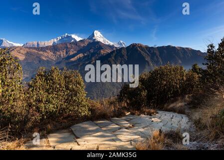 Sentier de randonnée jusqu'au point de vue sur la colline de Poon au Népal. Poon Hill est le célèbre point de vue dans le village de Gorepani pour voir le beau lever du soleil sur Annapurna mountai Banque D'Images