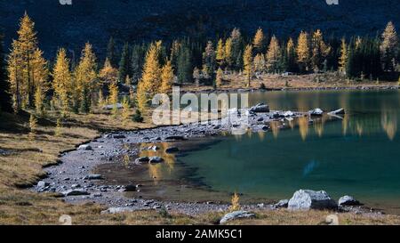 Réflexion Des Larches d'or dans les eaux claires du lac O'Hara en automne, parc national Yoho, Canada Banque D'Images