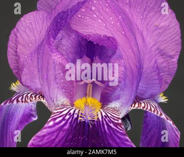 Gros plan d'un iris mauve recouvert de gouttelettes d'eau fines ou de vaporisation d'eau, un pucerons à l'arrière de la fleur. Banque D'Images