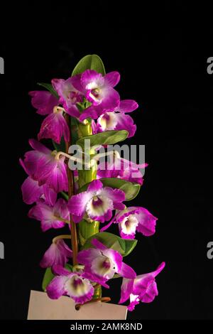 orchidée rose et blanche sur fond noir. Fleur d'orchidée. Dendrobium, orchidées macro. Banque D'Images