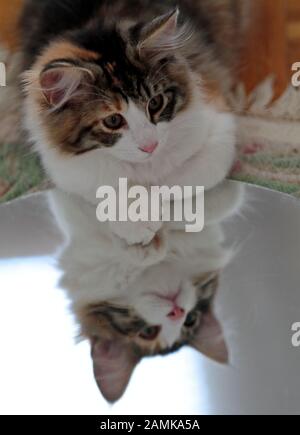 Un chatte de chat de forêt norvégienne tortoiseshell couché sur un miroir Banque D'Images