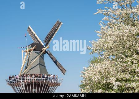 Keukenhof, Lisse, Pays-Bas - 19 avril 2019 : Touristes sur un moulin à vent avec arbre de fleurs en premier plan. Banque D'Images