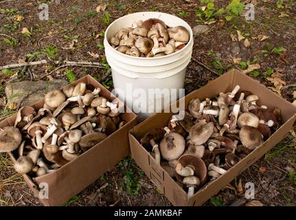 Agaricus cupreobronneus, la collecte des champignons de campagne de Brown près du ruisseau Callahan, à Troy, Montana Agaricus cupreobronneus Royaume: Champignons Phylum: Basid Banque D'Images