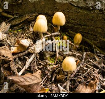 Champignons à capuchon d'encre MICA (Coprinellus micaceus) poussant dans une zone boisée, à Troy, Montana Banque D'Images