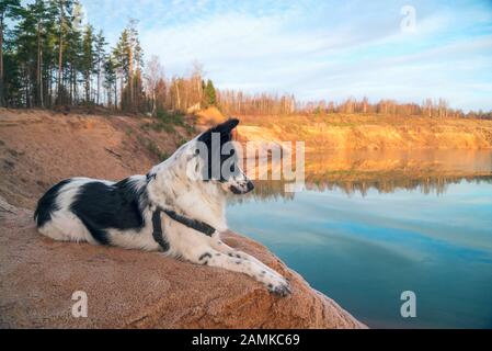 Le chien regarde la distance sur la banque d'une carrière de sable Banque D'Images