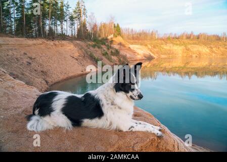 Le chien regarde la distance sur la banque d'une carrière de sable Banque D'Images