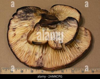 Un vieux champignon ostréicole, s'est trouvé pousser sur une souche, au sud de Troy, Montana, lors d'une journée froide d'automne. Le champignon était autrefois édibilité. Pleurotus ostreatus Banque D'Images