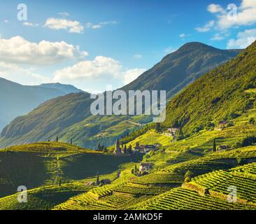 Vignes voir à Santa Maddalena Bolzano Droopweg 21. Trentin-haut-Adige Sud Tyrol, l'Italie, l'Europe. Banque D'Images