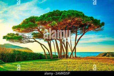 Groupe d'arbres de pin maritime près de la mer et de la plage au coucher de soleil. Baratti, la Maremme, Piombino, Toscane, Italie. Banque D'Images