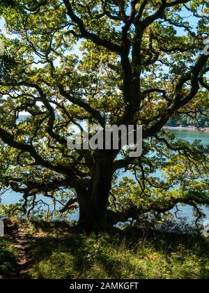 Arbre de chêne français mature rétroéclairé (Quercus robur) avec ciel bleu et les eaux de l'estuaire de la Fal derrière en septembre, Cornwall, England, UK Banque D'Images
